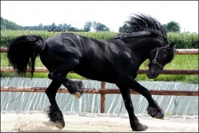 Quelle est cette race ?