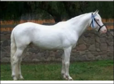 Quelle est cette race ?