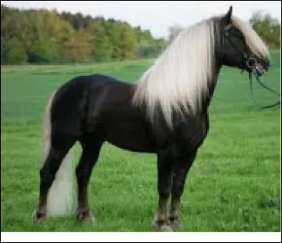 Quelle est cette race ?