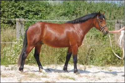 Quelle est cette race ?