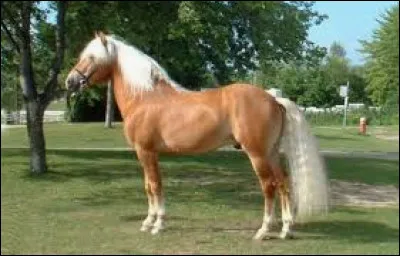 Quelle est cette race ?