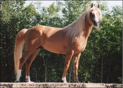 Quelle est cette race ?