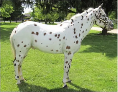 Quelle est cette race ?