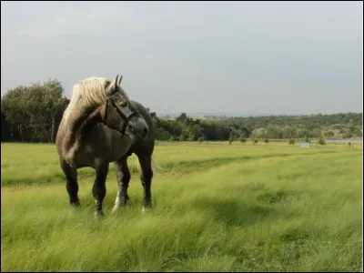 Quelle est cette race ?