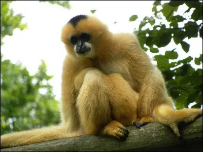 Quelle race de singe apercevons-nous ici ?