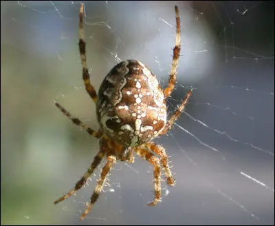 Certaines araignées savent voler.