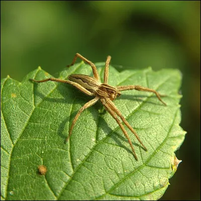 Les araignées ci-dessous existent vraiment : 
- L'araignée pirate 
- L'araignée loup 
- L'araignée Napoléon 
- L'araignée punk
- L'araignée Arlequin 
- L'araignée Citroën 
- L'araignée concombre 
- L'araignée petite bouteille
