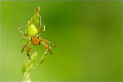 Il existe une plante dont la fleur ressemble très fort à une araignée.