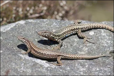 Comme les lézards, la plupart des araignées pratiquent l'autotomie (perte volontaire d'une partie non vitale du corps, souvent pour échapper à un prédateur).