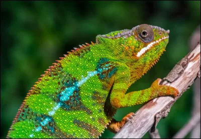 Il existe des araignées qui changent de couleurs en Belgique.