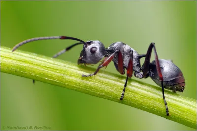 En Belgique, il existe une araignée qui a développé une stratégie de survie incroyable : elle ressemble à une fourmi, même dans sa façon de se déplacer !