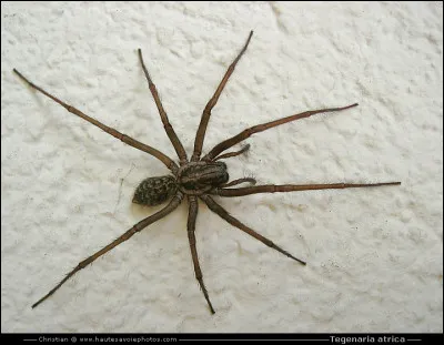 Il est fréquent d'être piqué par une araignée durant la nuit.