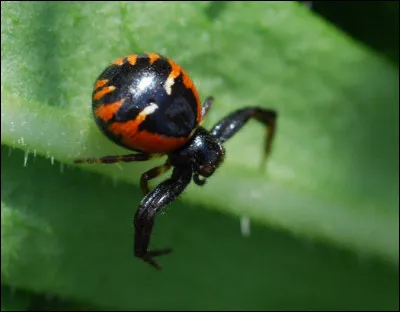 Il existe une araignée aquatique en Belgique.
