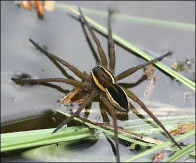 Les araignées jouent un rôle essentiel dans la nature.