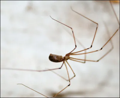 Les araignées ont 8 yeux.