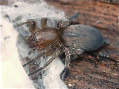 Toutes les araignées produisent de la soie.