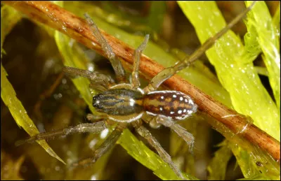 Les araignées ont une durée de vie d'un an.