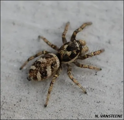 Durant votre vie, vous mangez en moyenne deux araignées par nuit durant votre sommeil.