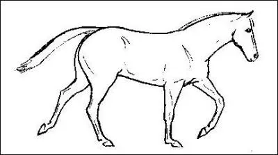 Comment s'appelle cette allure défectueuse ?