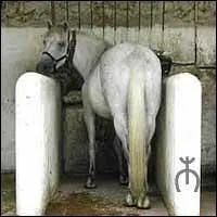 Comment s'appelle ce type d'espace pour chevaux ?