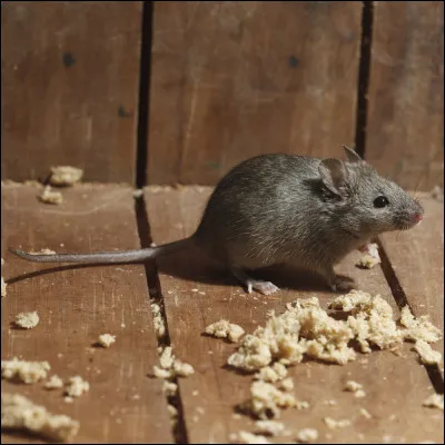 Quel est cet animal ?