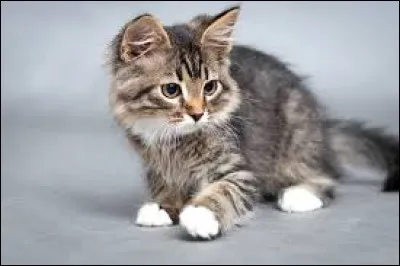 Passons aux animaux . Comment dit-on chat en japonais ?