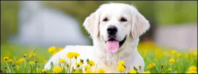 Comment dit-on chien en japonais ?