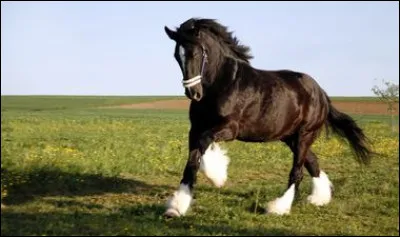 Comment dit-on cheval en japonais ?