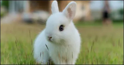 Et comment dit-on lapin en japonais ?