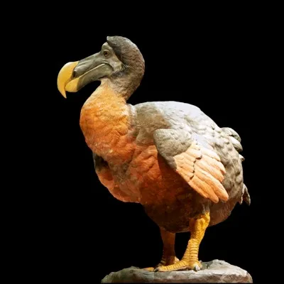 Dans quel roman l'h&eacute;ro&iuml;ne rencontre-t-elle un dodo et une chenille bleue fumeuse ?