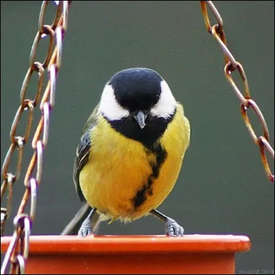 Selon l'expression, comme quel passereau peut-on &ecirc;tre gai ?