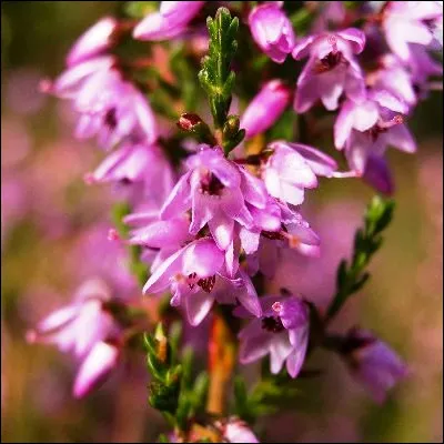 Quelle plante est typique des landes bretonnes ?