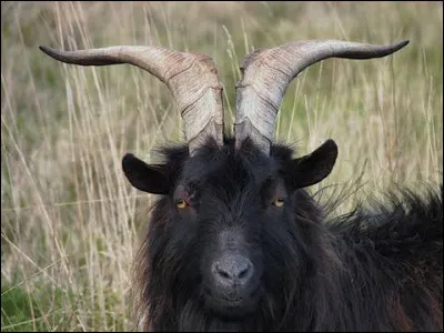 Il connait pas Face de Bouc ? Non mais quand-même, Face de Bouc ? - Mais c'est quoi donc ce machin ?