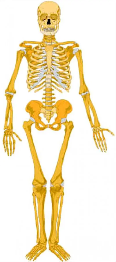 Quel est l'os le plus long du corps humain ?