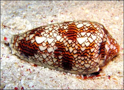 Quelle est la particularité du mollusque ''cône'', nommé aussi cône géographique ?