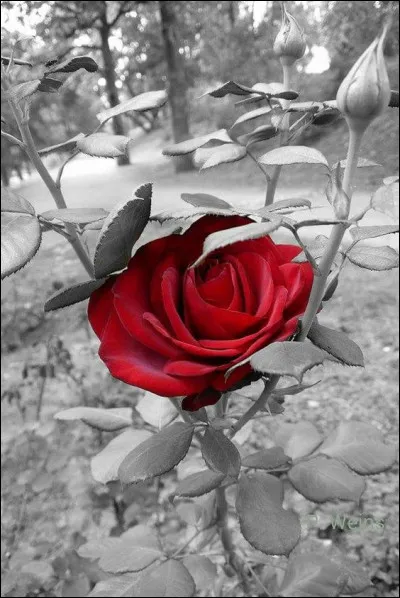 "Elle ne croyait plus au soleil ni au silence des églises", quelle saison décrivait Cabrel ?