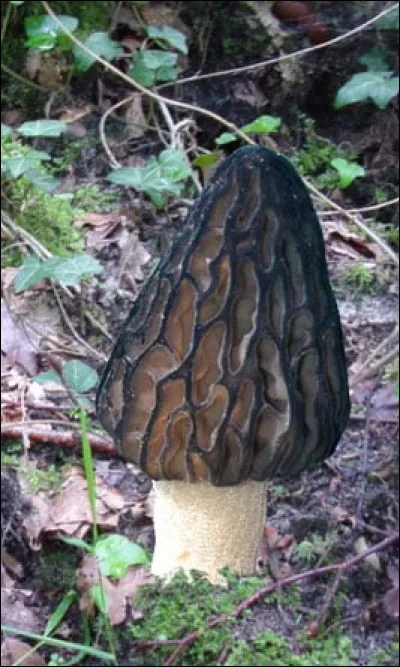 Elles sont prêtes à être cueillies !