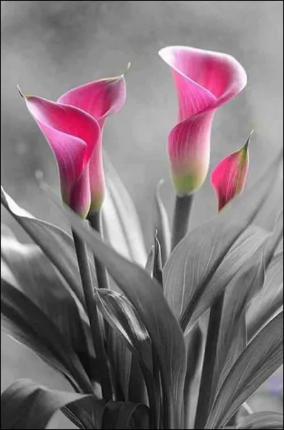 C'est le jardin d'Henri Salvador :