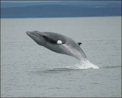 En 2019, le Japon a repris la pêche des baleines, pourtant interdite par un moratoire international. En conséquence, la baleine de Minke est déjà menacée d'extinction en mer de Chine orientale. Quelle fausse raison est avancée par le Japon pour se justifier ?