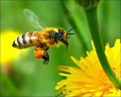 L'abeille est...
