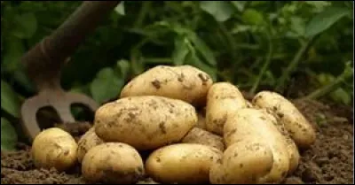 De Vries était un instituteur hollandais passionné de botanique. Il a donné le prénom d'une de ses anciennes élèves à une variété très connue de pomme de terre. Quel est-il ?