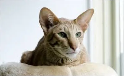 De quel pays est-il originaire ?