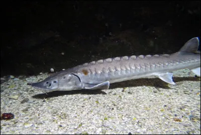 Un esturgeon peut peser jusqu'à 220 kg.