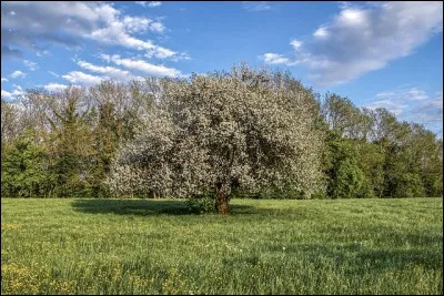 De nombreux pays europ&eacute;ens poss&egrave;dent d'immenses &eacute;tendues de terre sur lesquelles sont cultiv&eacute;es toutes sortes de denr&eacute;es alimentaires. Chaque ann&eacute;e, des milliers de travailleurs saisonniers y sont employ&eacute;s ici. Il y existe, par ailleurs, une importante entreprise d'exportation. Quel pays est &agrave; la pointe de la culture fruiti&egrave;re ?