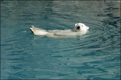 Notre petit ours polaire barbote dans l'eau. Au fait, laquelle de ces affirmations est fausse ? (Par rapport à l'eau)