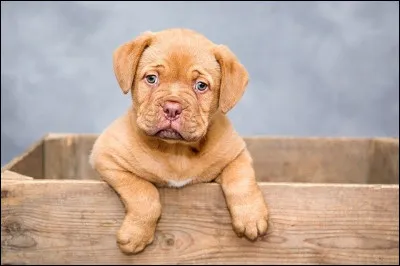 Quel est cet animal ?