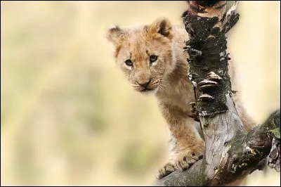 Ce petit lionceau joue à cache-cache ! Bref, comment s'appelle le fils de Mufasa, tué par des buffles ? (Le Roi lion)