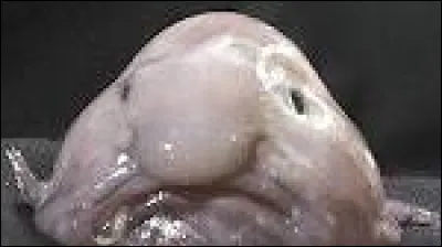 Cet animal est un ... .