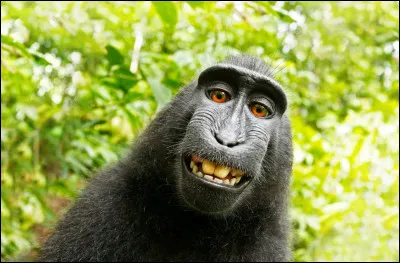 C'est le premier selfie d'un singe. Il s'est photographié lui-même.