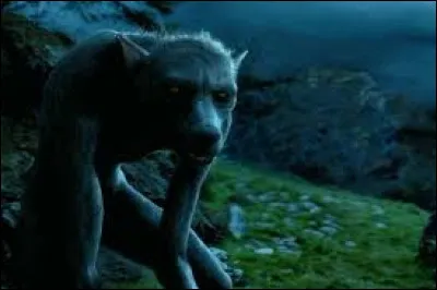 Dans le film "Harry Potter 3", quand Hermione, Ron et Harry sont en train de découvrir la vraie identité de Croutard, Hermione révèle à ses amis que le professeur Lupin est un loup-garou. Depuis quand le sait-elle ?